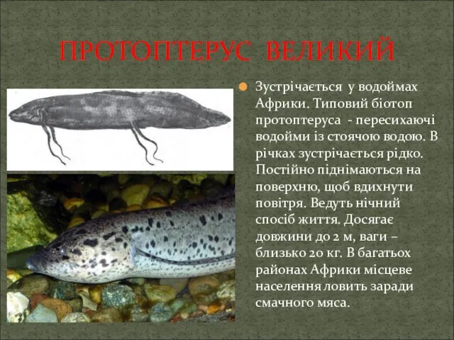 ПРОТОПТЕРУС ВЕЛИКИЙ Зустрічається у водоймах Африки. Типовий біотоп протоптеруса -