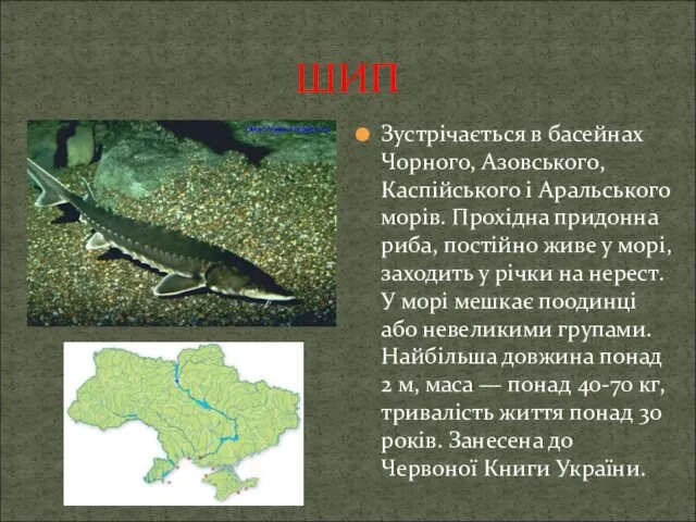 ШИП Зустрічається в басейнах Чорного, Азовського, Каспійського і Аральського морів.