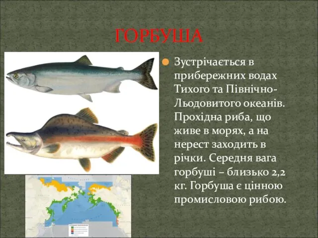 ГОРБУША Зустрічається в прибережних водах Тихого та Північно-Льодовитого океанів. Прохідна