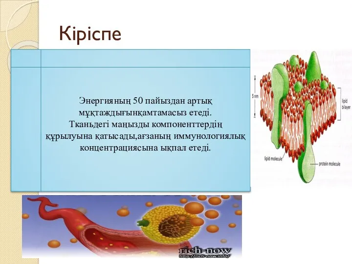 Кіріспе Энергияның 50 пайыздан артық мұқтаждығынқамтамасыз етеді. Тканьдегі маңызды компоненттердің құрылуына қатысады,ағзаның иммунологиялық концентрациясына ықпал етеді.