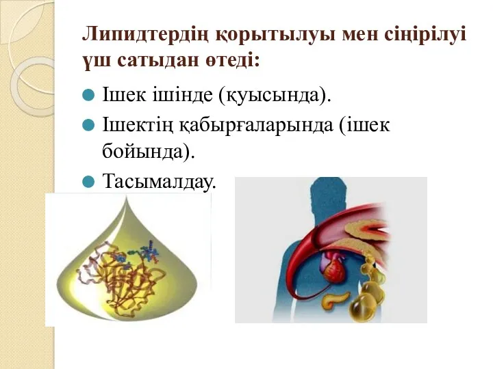 Липидтердің қорытылуы мен сіңірілуі үш сатыдан өтеді: Ішек ішінде (қуысында). Ішектің қабырғаларында (ішек бойында). Тасымалдау.