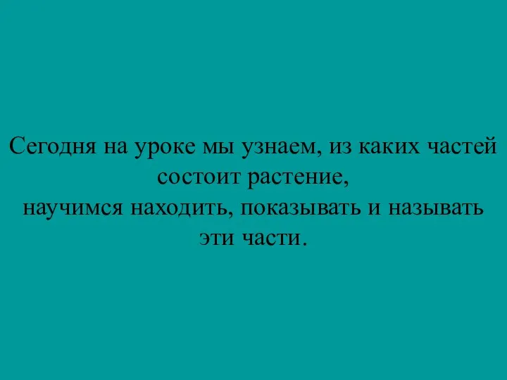 Сегодня на уроке мы узнаем, из каких частей состоит растение,