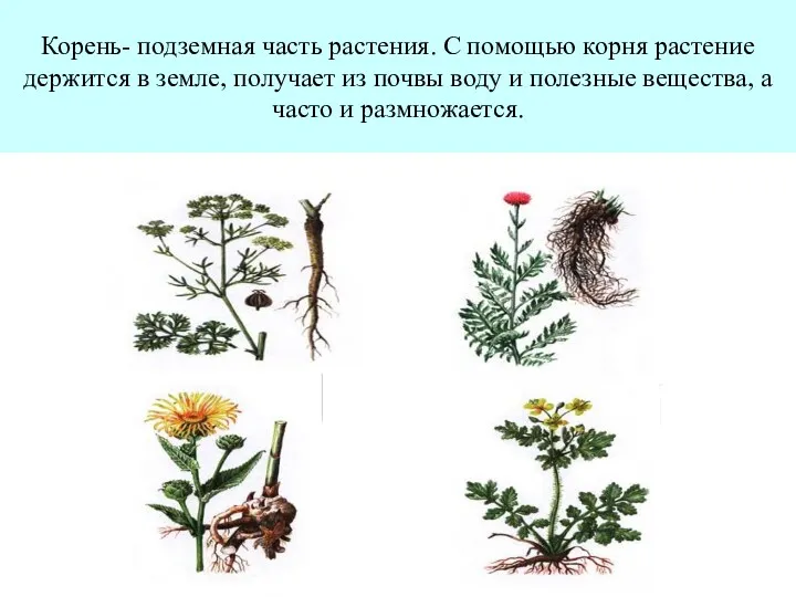 Корень- подземная часть растения. С помощью корня растение держится в