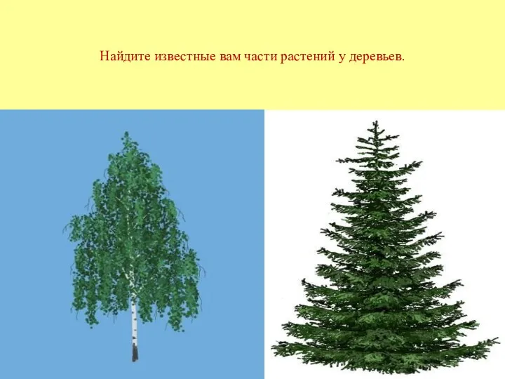 Найдите известные вам части растений у деревьев.