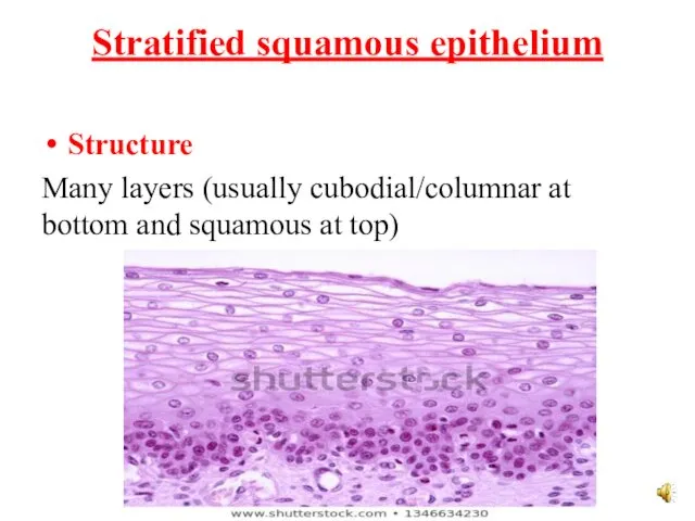 Stratified squamous epithelium Structure Many layers (usually cubodial/columnar at bottom and squamous at top)