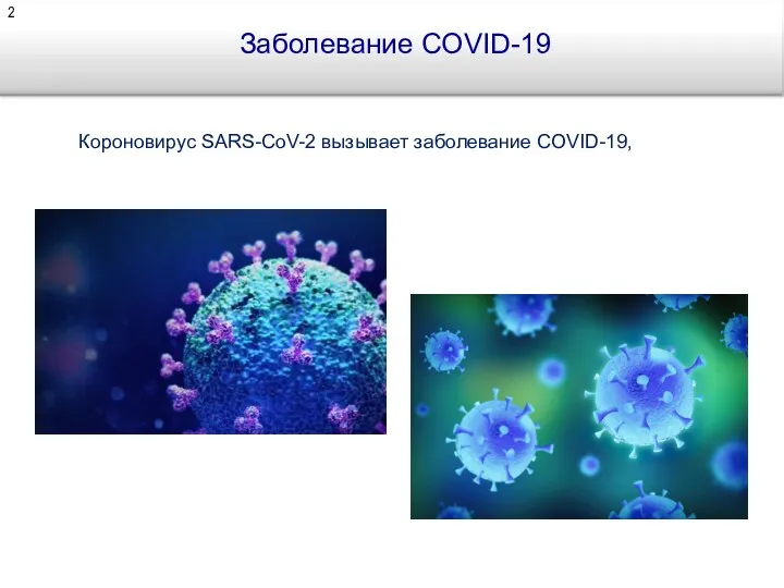 Заболевание COVID-19 Короновирус SARS-CoV-2 вызывает заболевание COVID-19,