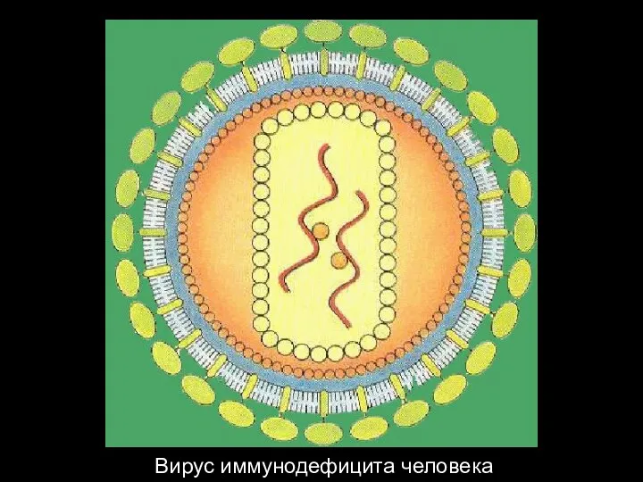 Вирус иммунодефицита человека