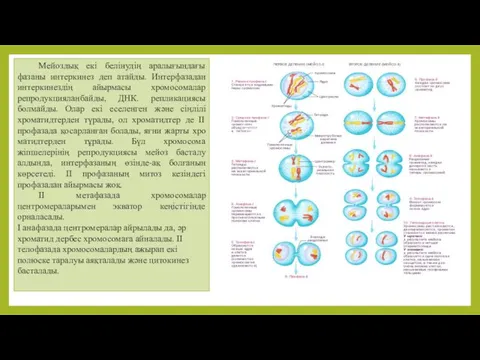 Мейоздық екі белінудің аралығындағы фазаны интеркинез деп атайды. Интерфазадан интеркинездің