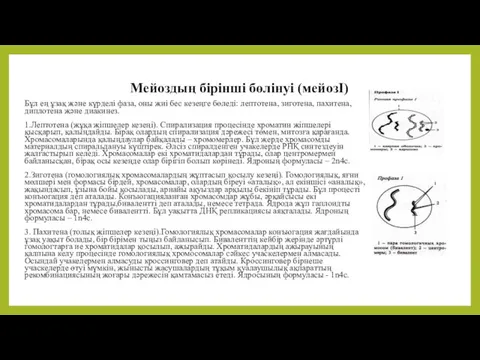 Мейоздың бірінші бөлінуі (мейозІ) Бұл ең ұзақ және күрделі фаза,