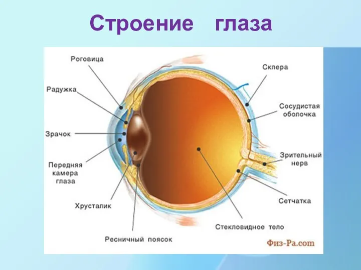 Строение глаза