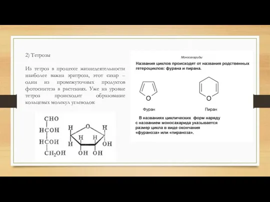 2) Тетрозы Из тетроз в процессе жизнедеятельности наиболее важна эритроза,