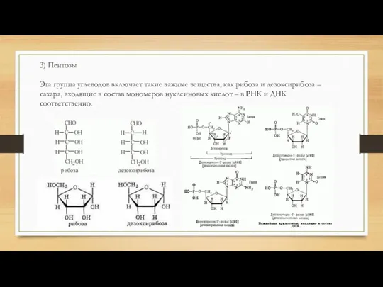 3) Пентозы Эта группа углеводов включает такие важные вещества, как
