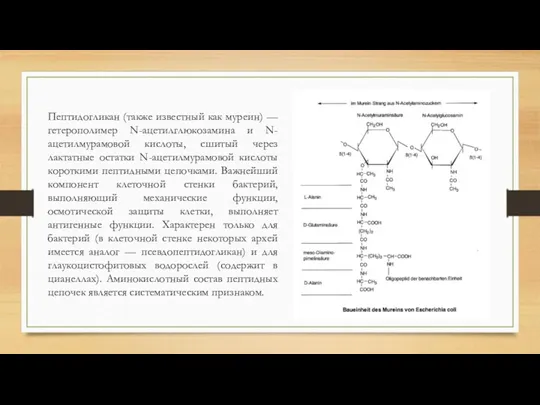 Пептидогликан (также известный как муреин) — гетерополимер N-ацетилглюкозамина и N-ацетилмурамовой