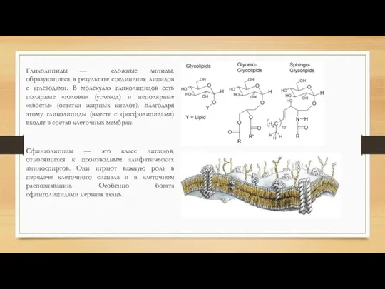 Гликолипиды — сложные липиды, образующиеся в результате соединения липидов с