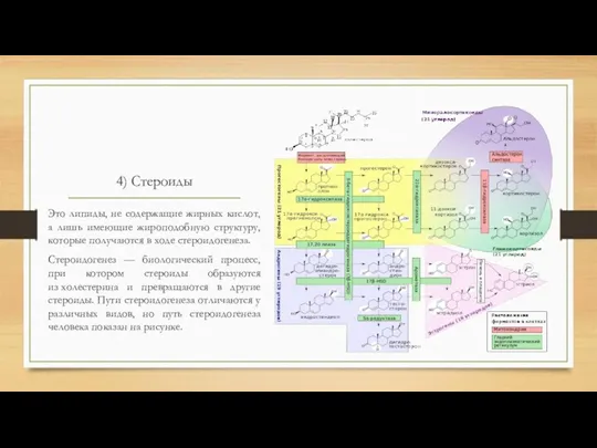 4) Стероиды Это липиды, не содержащие жирных кислот, а лишь