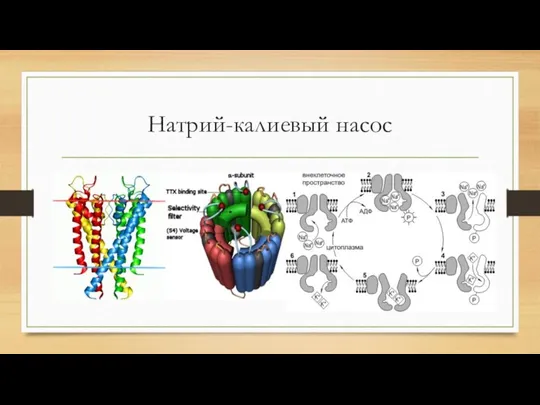 Натрий-калиевый насос