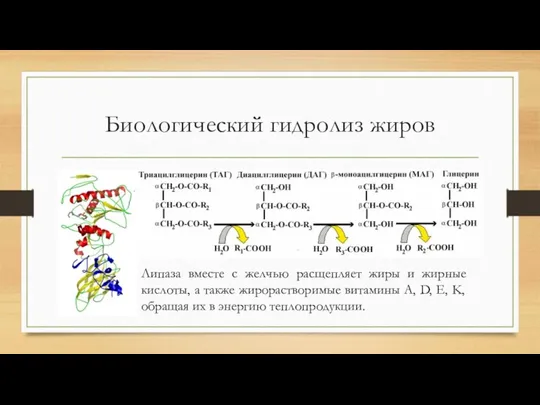 Биологический гидролиз жиров Липаза вместе с желчью расщепляет жиры и