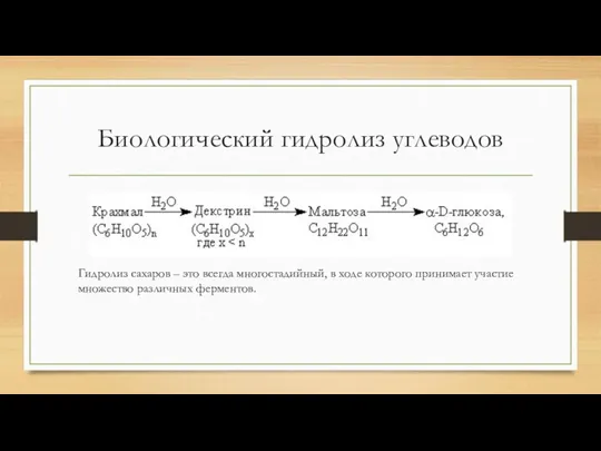 Биологический гидролиз углеводов Гидролиз сахаров – это всегда многостадийный, в