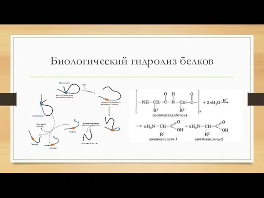 Биологический гидролиз белков