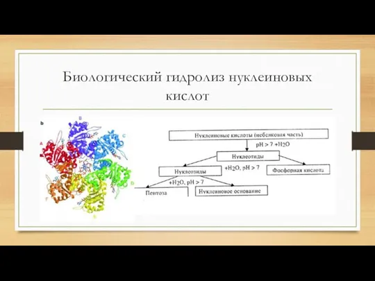 Биологический гидролиз нуклеиновых кислот