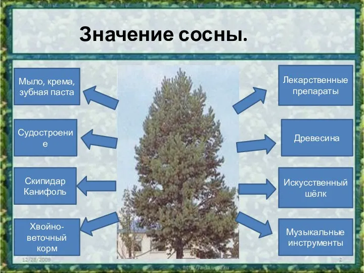 Значение сосны. Древесина Искусственный шёлк Музыкальные инструменты Судостроение Скипидар Канифоль