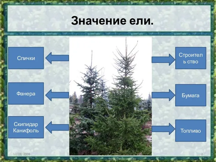 Значение ели. Строитель ство Бумага Топливо Спички Фанера Скипидар Канифоль