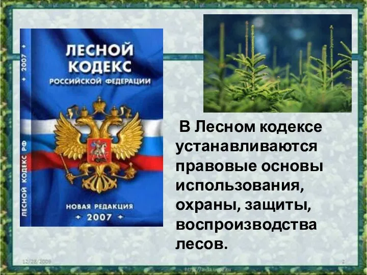 В Лесном кодексе устанавливаются правовые основы использования, охраны, защиты, воспроизводства лесов.