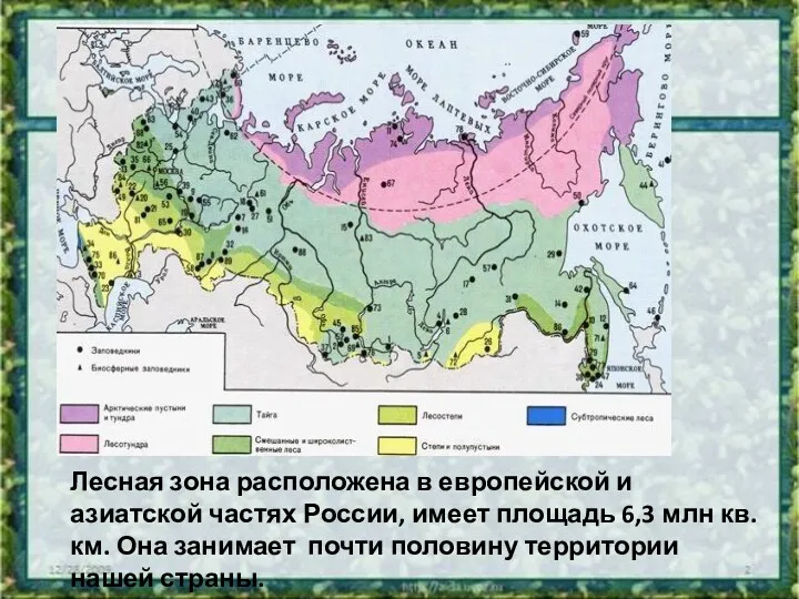 Лесная зона расположена в европейской и азиатской частях России, имеет