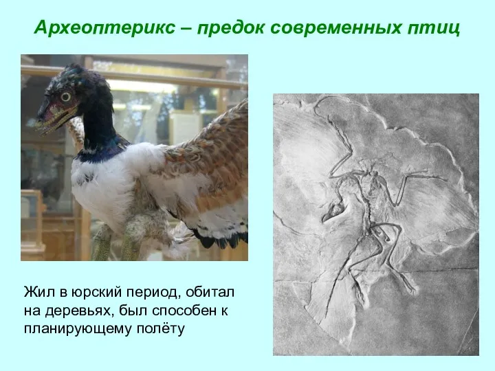Археоптерикс – предок современных птиц Жил в юрский период, обитал
