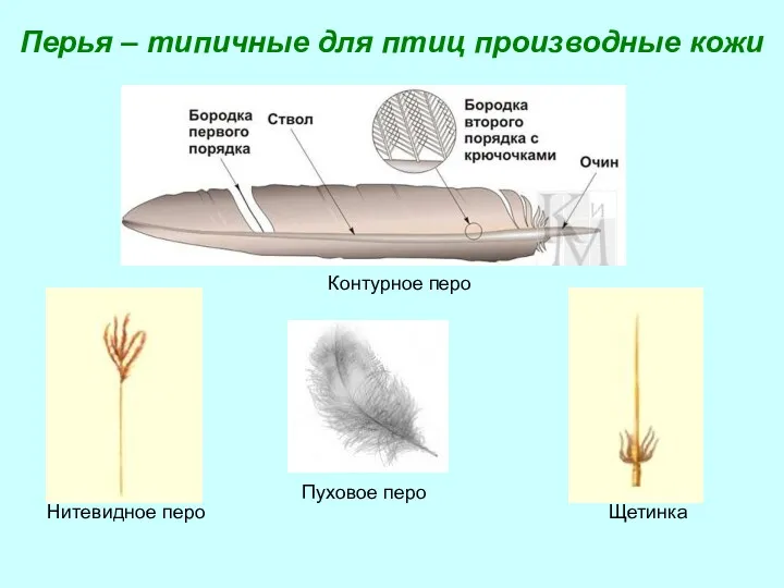 Контурное перо Пуховое перо Нитевидное перо Щетинка Перья – типичные для птиц производные кожи