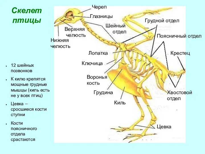 Скелет птицы Череп Глазницы Верхняя челюсть Нижняя челюсть Грудной отдел