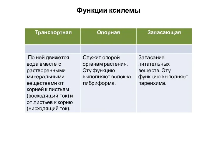 Функции ксилемы