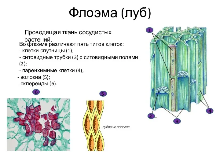 1 2 3 4 Флоэма (луб) Проводящая ткань сосудистых растений. Во флоэме различают