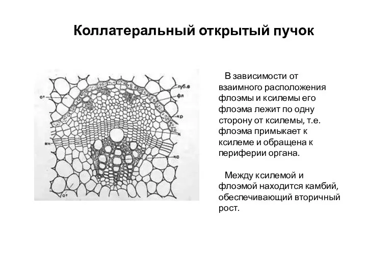 Коллатеральный открытый пучок В зависимости от взаимного расположения флоэмы и ксилемы его флоэма