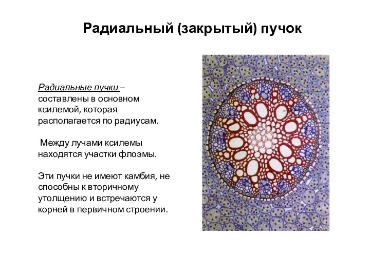 Радиальный (закрытый) пучок Радиальные пучки – составлены в основном ксилемой,