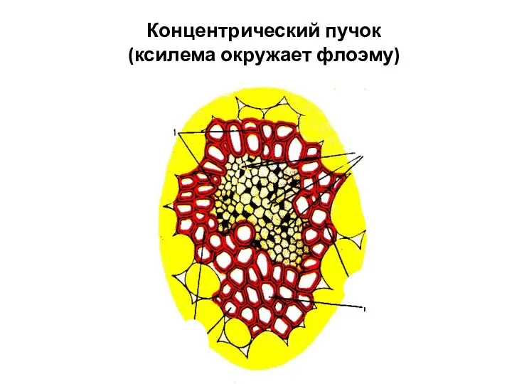 Концентрический пучок (ксилема окружает флоэму)