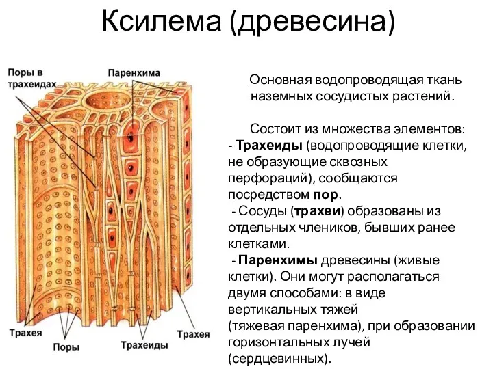 Ксилема (древесина) Основная водопроводящая ткань наземных сосудистых растений. Состоит из множества элементов: -