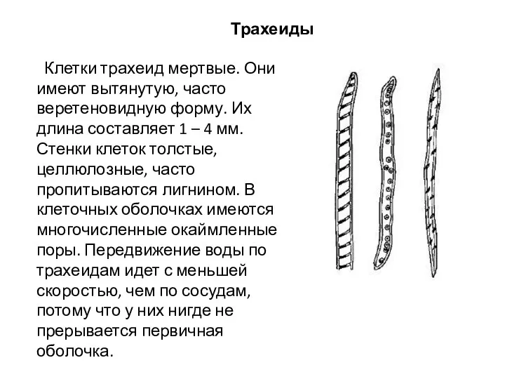 Трахеиды Клетки трахеид мертвые. Они имеют вытянутую, часто веретеновидную форму. Их длина составляет