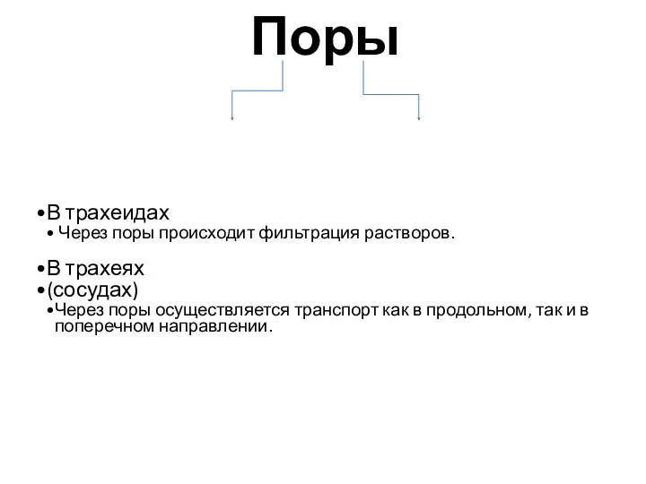 Поры В трахеидах Через поры происходит фильтрация растворов. В трахеях