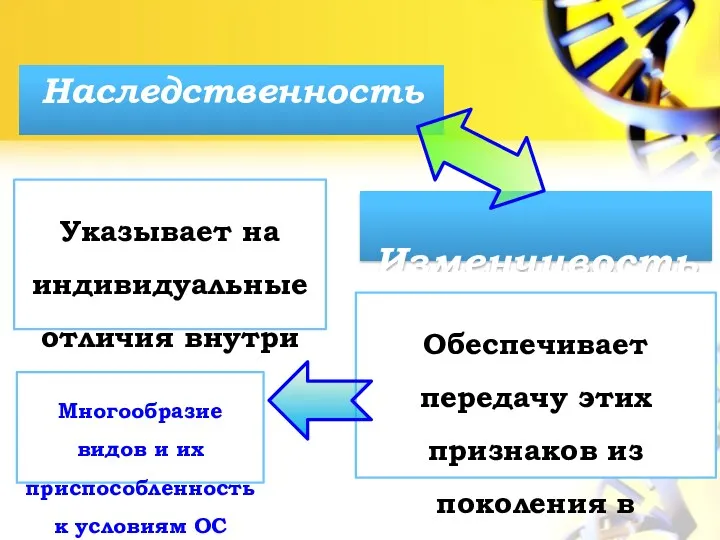 Наследственность Изменчивость Указывает на индивидуальные отличия внутри вида Обеспечивает передачу