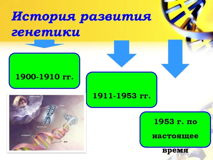 История развития генетики 1900-1910 гг. 1911-1953 гг. 1953 г. по настоящее время