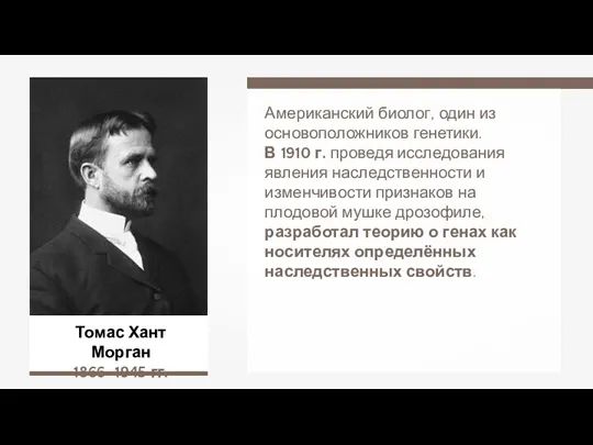 Томас Хант Морган 1866–1945 гг. Американский биолог, один из основоположников