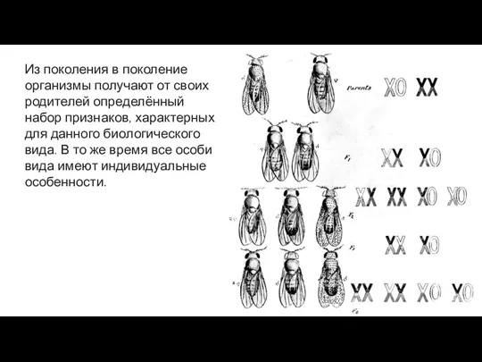 Из поколения в поколение организмы получают от своих родителей определённый