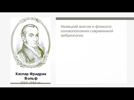 Каспар Фридрих Вольф 1734–1794 гг. Немецкий анатом и физиолог, основоположник современной эмбриологии.