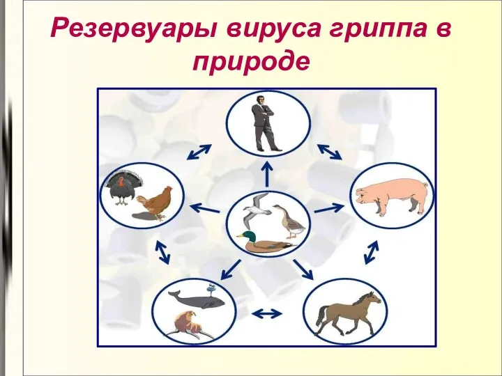 Резервуары вируса гриппа в природе