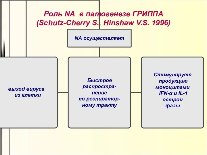 Роль NА в патогенезе ГРИППА (Schutz-Cherry S., Hinshaw V.S. 1996)