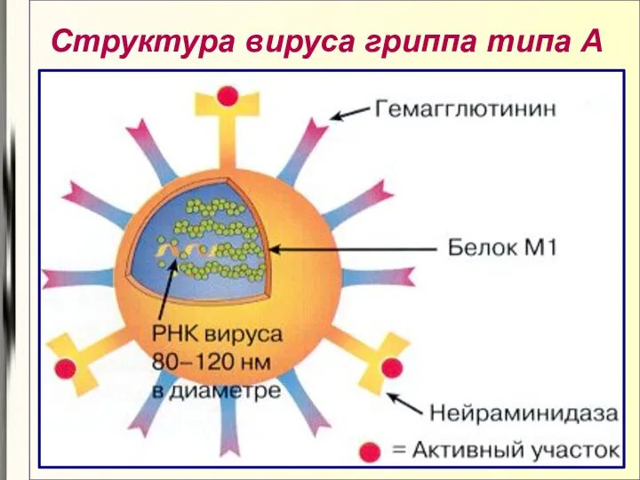 Структура вируса гриппа типа А