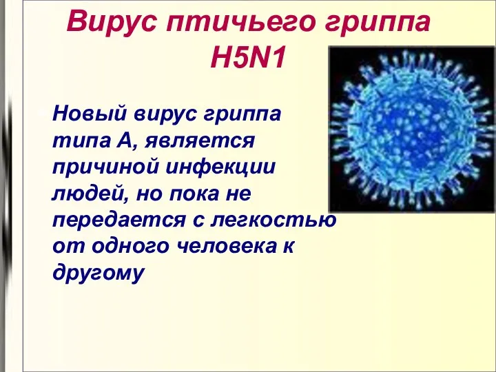 Вирус птичьего гриппа H5N1 Новый вирус гриппа типа А, является
