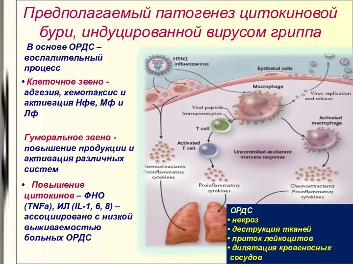 Предполагаемый патогенез цитокиновой бури, индуцированной вирусом гриппа ОРДС некроз деструкция