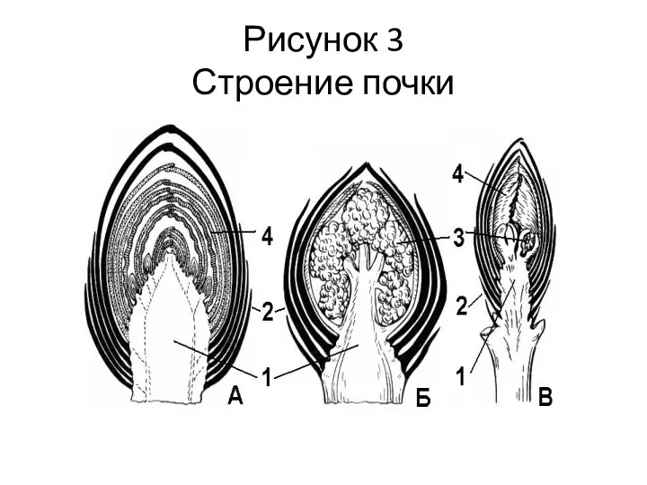 Рисунок 3 Строение почки